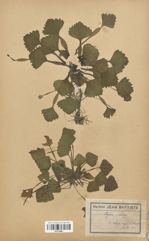 Trapa natans (Onagraceae)