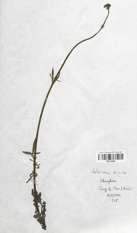 Valeriana dioica (Valerianaceae)