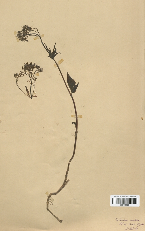 Valeriana montana (Valerianaceae)