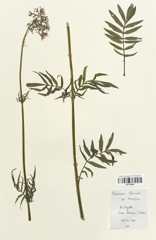 Valeriana officinalis (Valerianaceae)