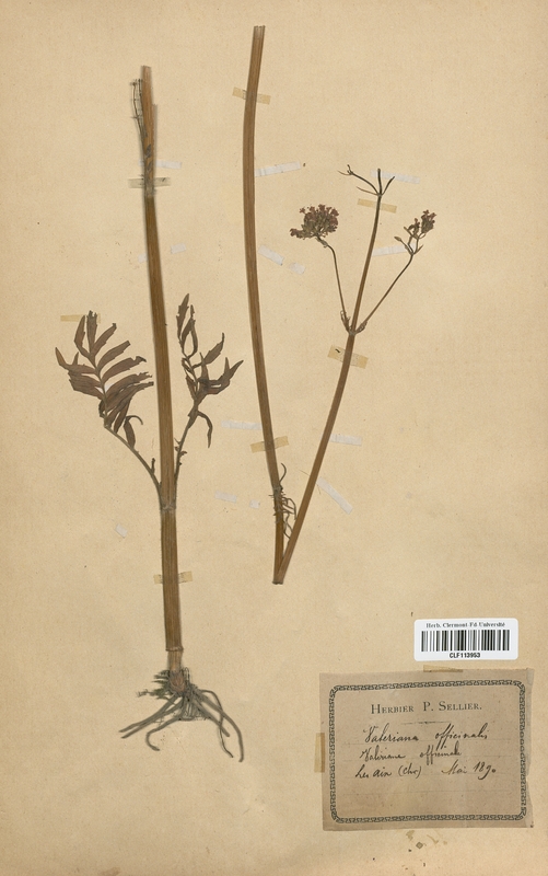 Valeriana officinalis (Valerianaceae)