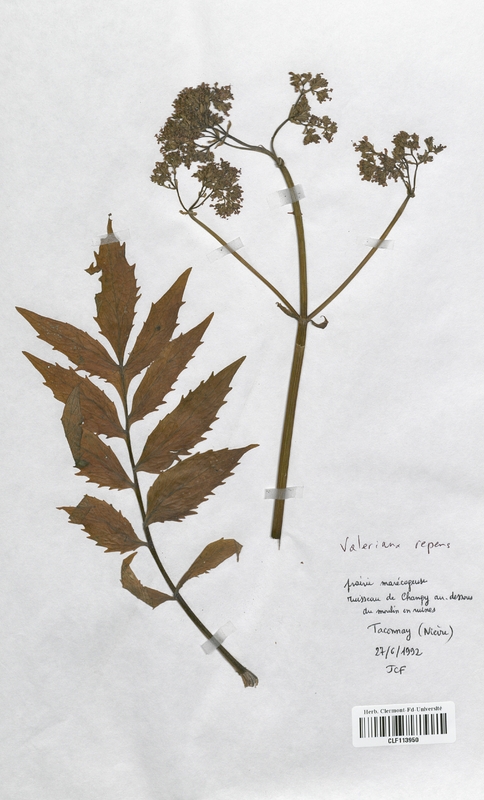 Valeriana repens (Valerianaceae)