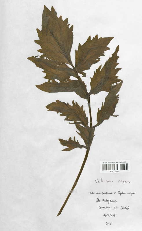 Valeriana repens (Valerianaceae)