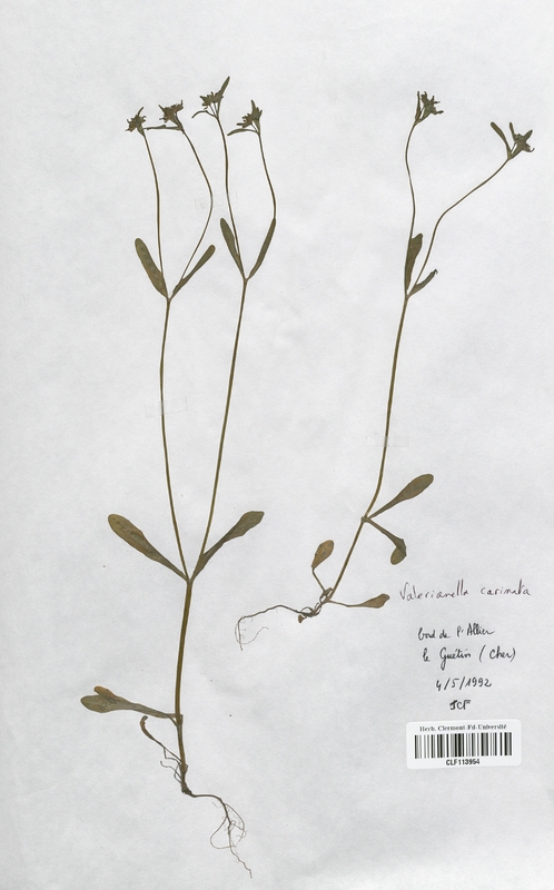 Valerianella carinata (Valerianaceae)