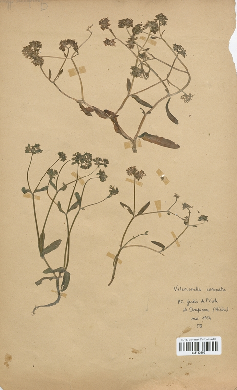 Valerianella coronata (Valerianaceae)