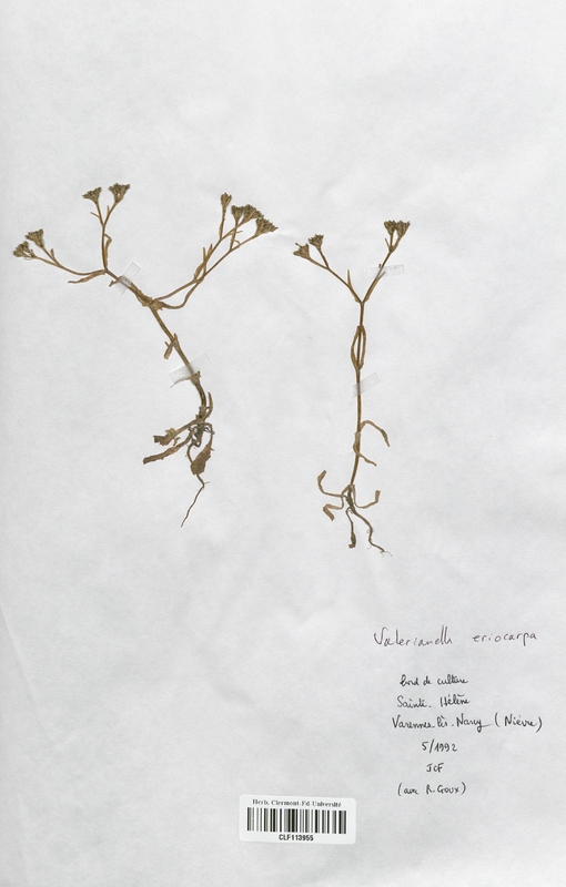 Valerianella eriocarpa (Valerianaceae)