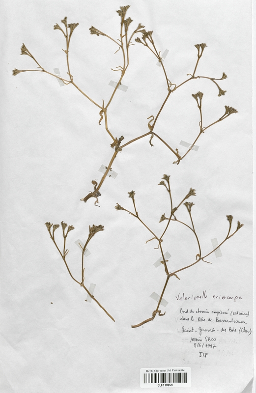 Valerianella eriocarpa (Valerianaceae)