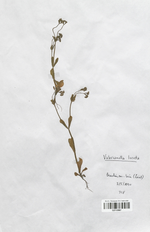 Valerianella locusta (Valerianaceae)