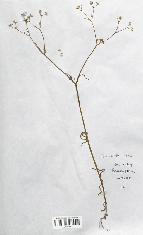 Valerianella rimosa (Valerianaceae)