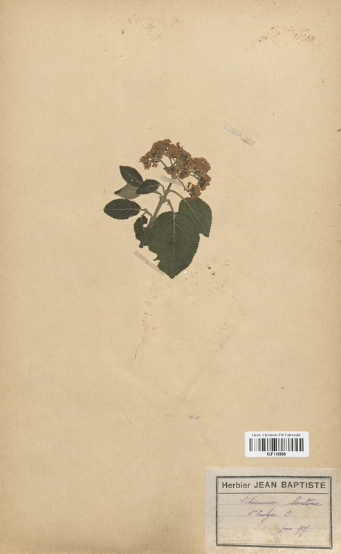 Viburnum lantana (Caprifoliaceae)