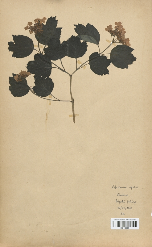 Viburnum opulus (Caprifoliaceae)