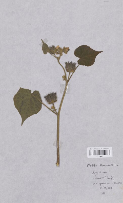 Abutilon theophrasti (Droseraceae)