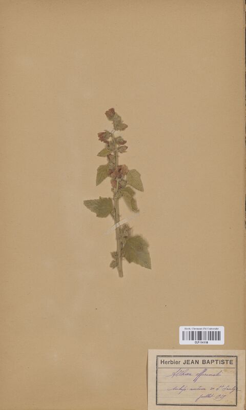 Althaea officinalis (Malvaceae)