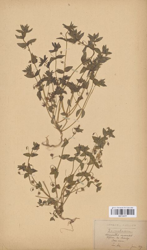 Anagallis arvensis (Primulaceae)