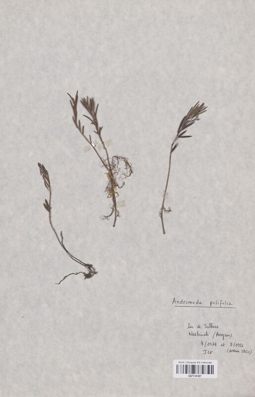 Andromeda polifolia (Ericaceae)