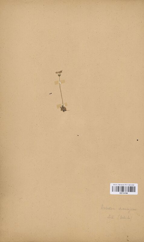 Androsace chamaejasme (Primulaceae)