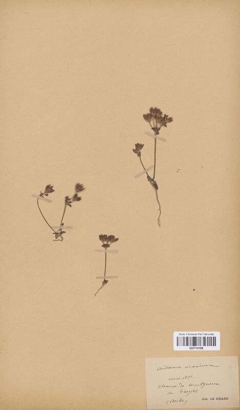 Androsace maxima (Primulaceae)