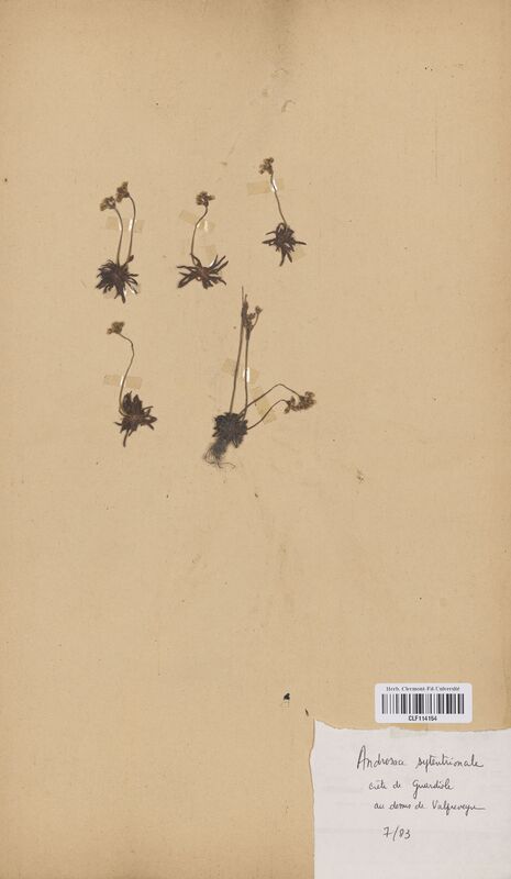 Androsace septentrionale (Primulaceae)