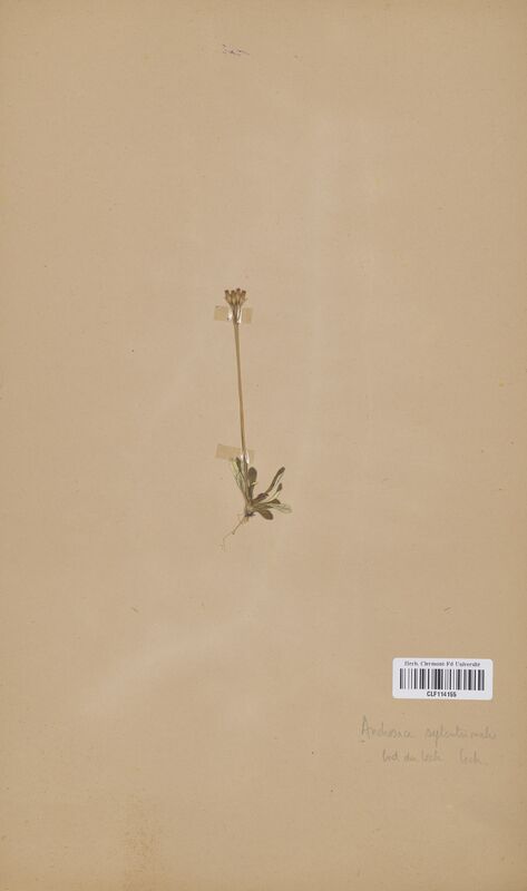 Androsace septentrionale (Primulaceae)