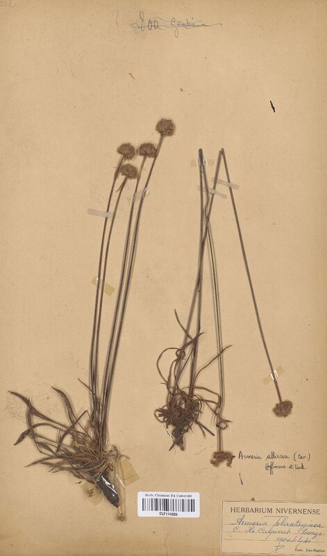 Armeria alliacea (Plumbaginaceae)