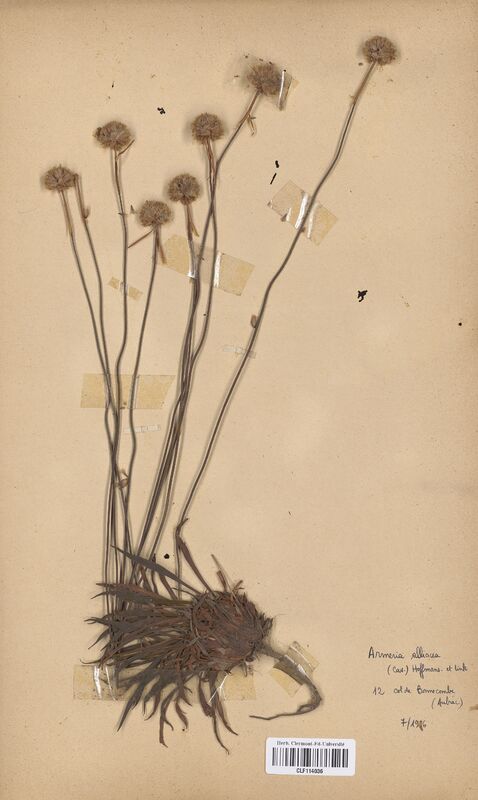 Armeria alliacea (Plumbaginaceae)