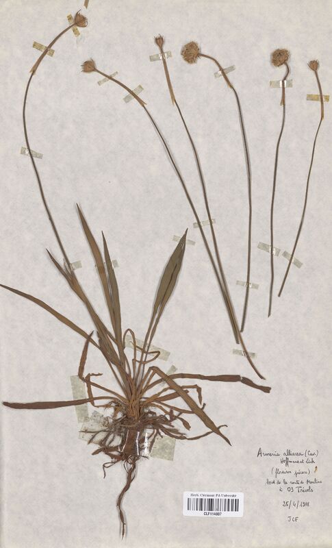Armeria alliacea (Plumbaginaceae)