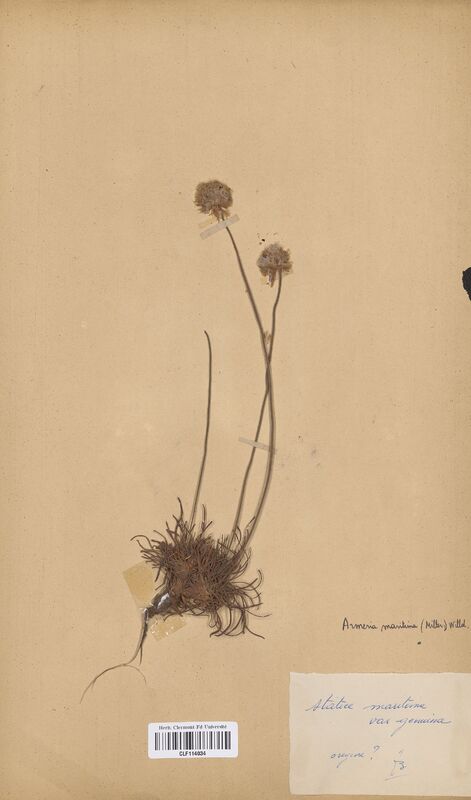 Armeria maritima genuina (Plumbaginaceae)