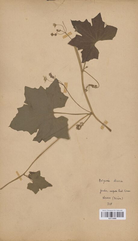 Bryonia dioica (Ericaceae)