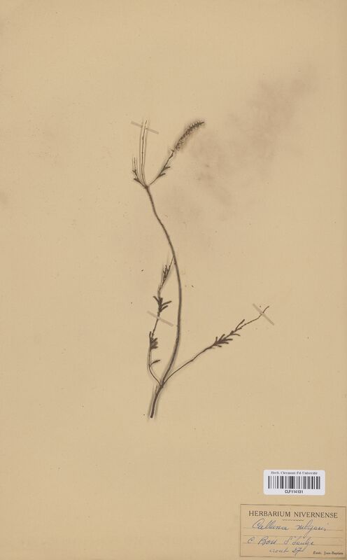 Calluna vulgaris (Ericaceae)