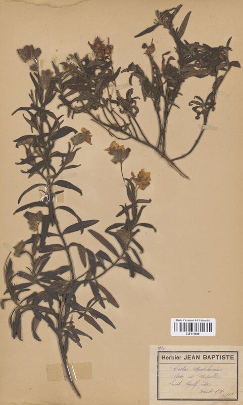 Cistus monspeliensis (Cistaceae)