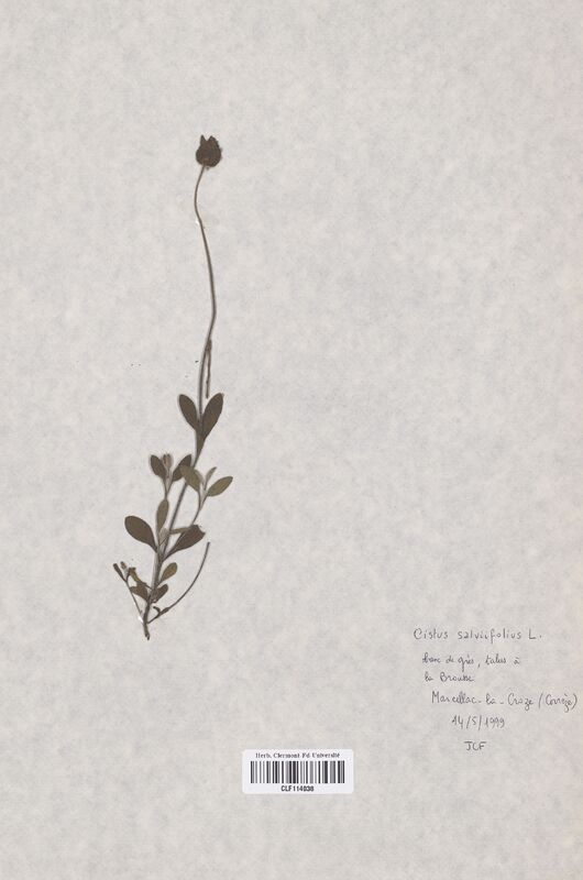 Cistus salviifolius (Cistaceae)