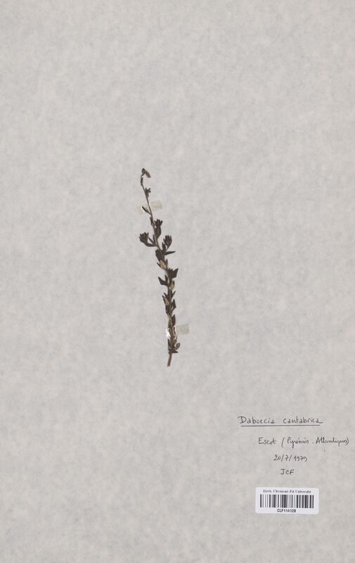 Daboecia cantabrica (Ericaceae)