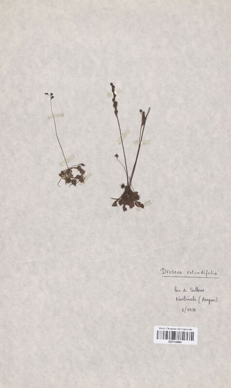 Drosera rotundifolia (Droseraceae)