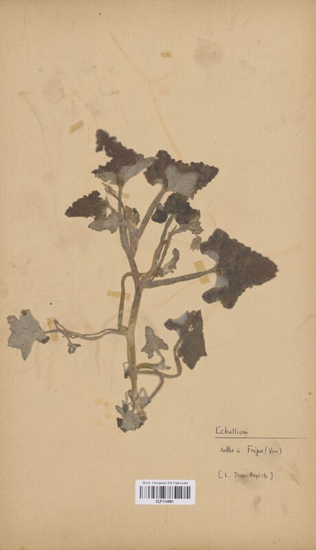 Ecballium elaterium (Cucurbitaceae)