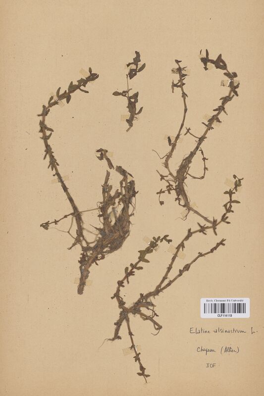 Elatine alsinastrum (Elatinaceae)