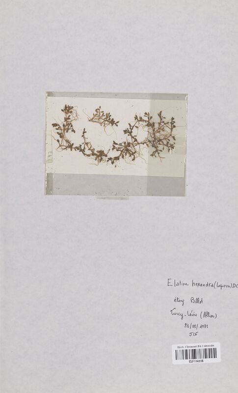 Elatine hexandra (Elatinaceae)