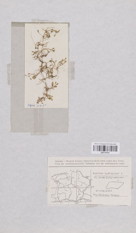 Elatine hydropiper (Elatinaceae)
