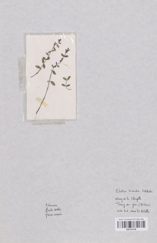 Elatine triandra (Elatinaceae)
