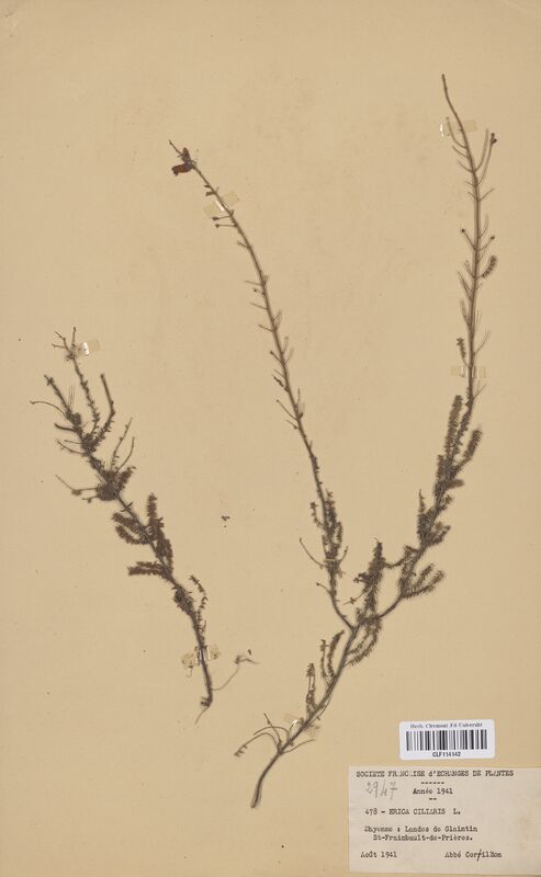 Erica ciliaris (Ericaceae)