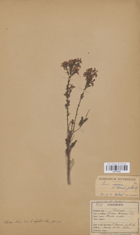 Erica cinerea (Ericaceae)