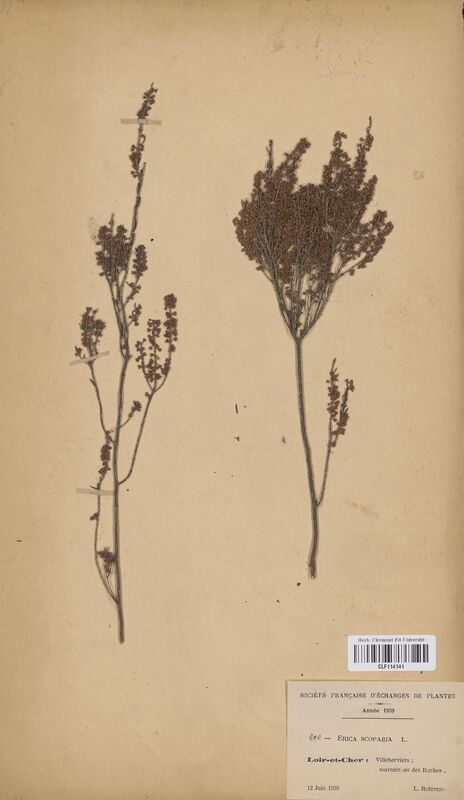 Erica scoparia (Ericaceae)