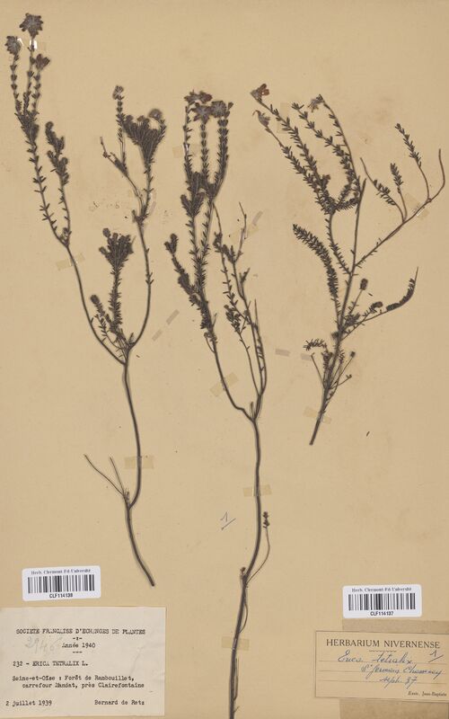 Erica tetralix (Ericaceae)