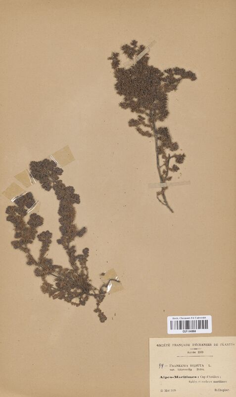 Frankenia hirsuta (Frankeniaceae)