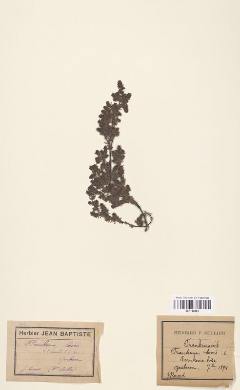 Frankenia hirsuta (Frankeniaceae)