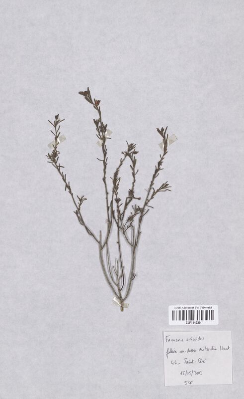 Fumana ericoides (Frankeniaceae)
