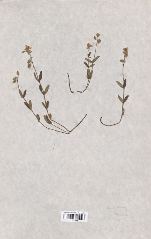 Helianthemum (Cistaceae)