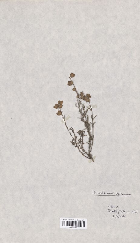 Helianthemum apenninum (Cistaceae)