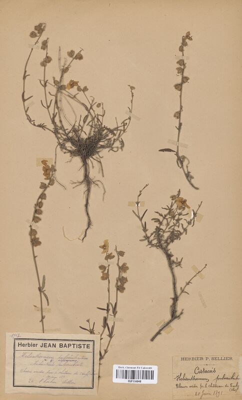 Helianthemum apenninum (Cistaceae)