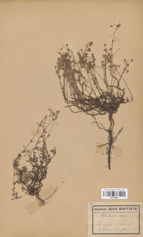 Helianthemum canum (Cistaceae)