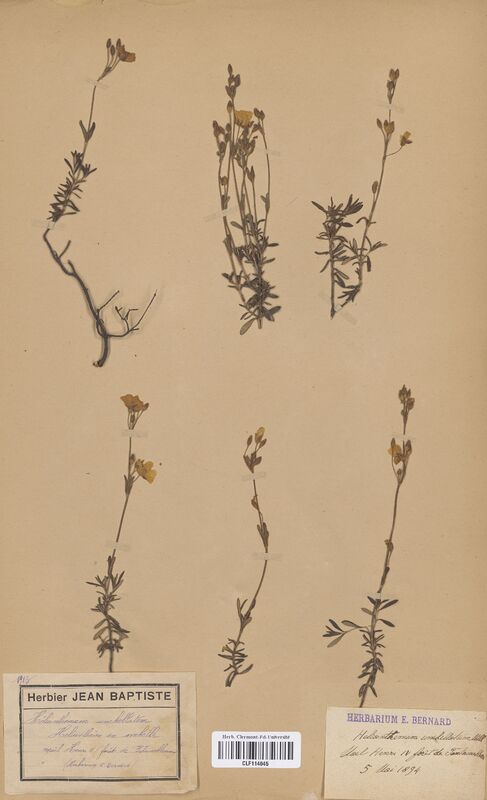 Helianthemum umbellatum (Cistaceae)